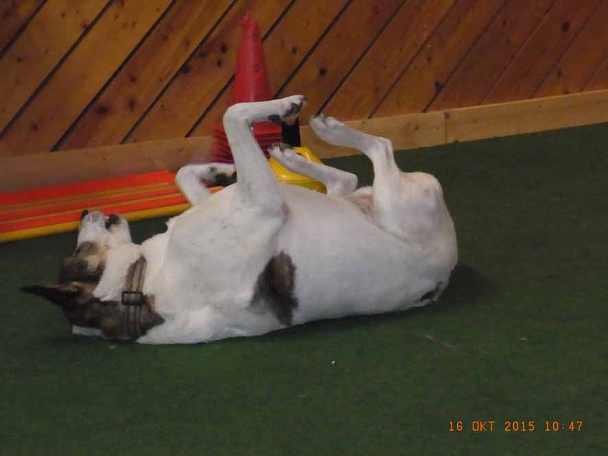 Immer-gut-drauf-Barnie.JPG (886 x 665)